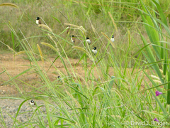 Lonchura spectabilis