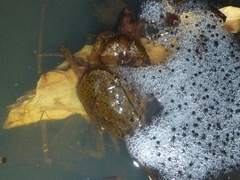 Austrothelphusa transversa