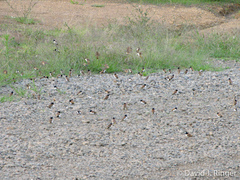 Lonchura spectabilis