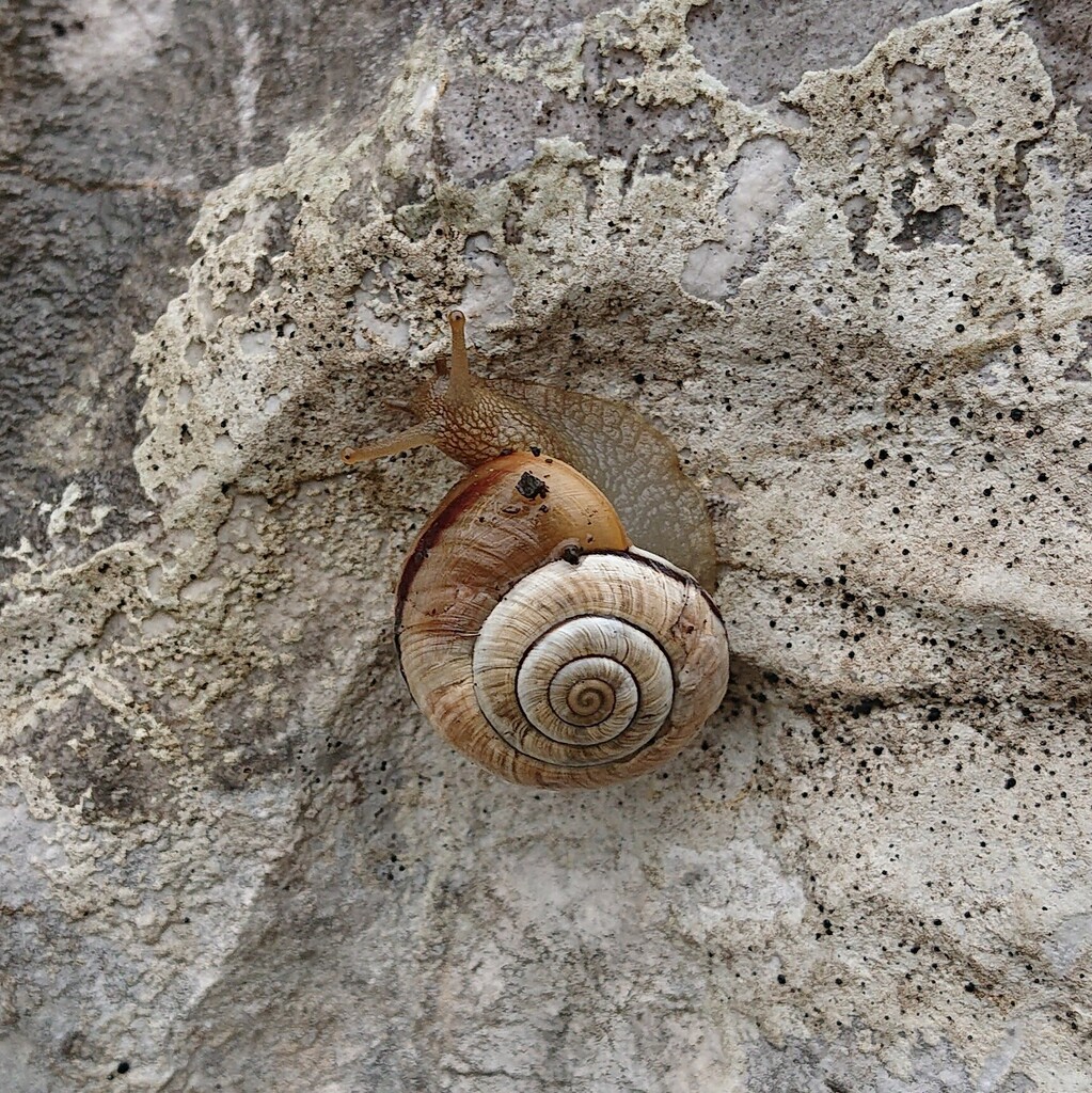 Arianta chamaeleon