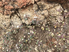 Drymaria holosteoides