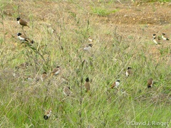 Lonchura spectabilis