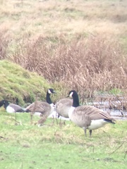Branta canadensis