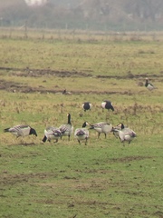 Branta leucopsis