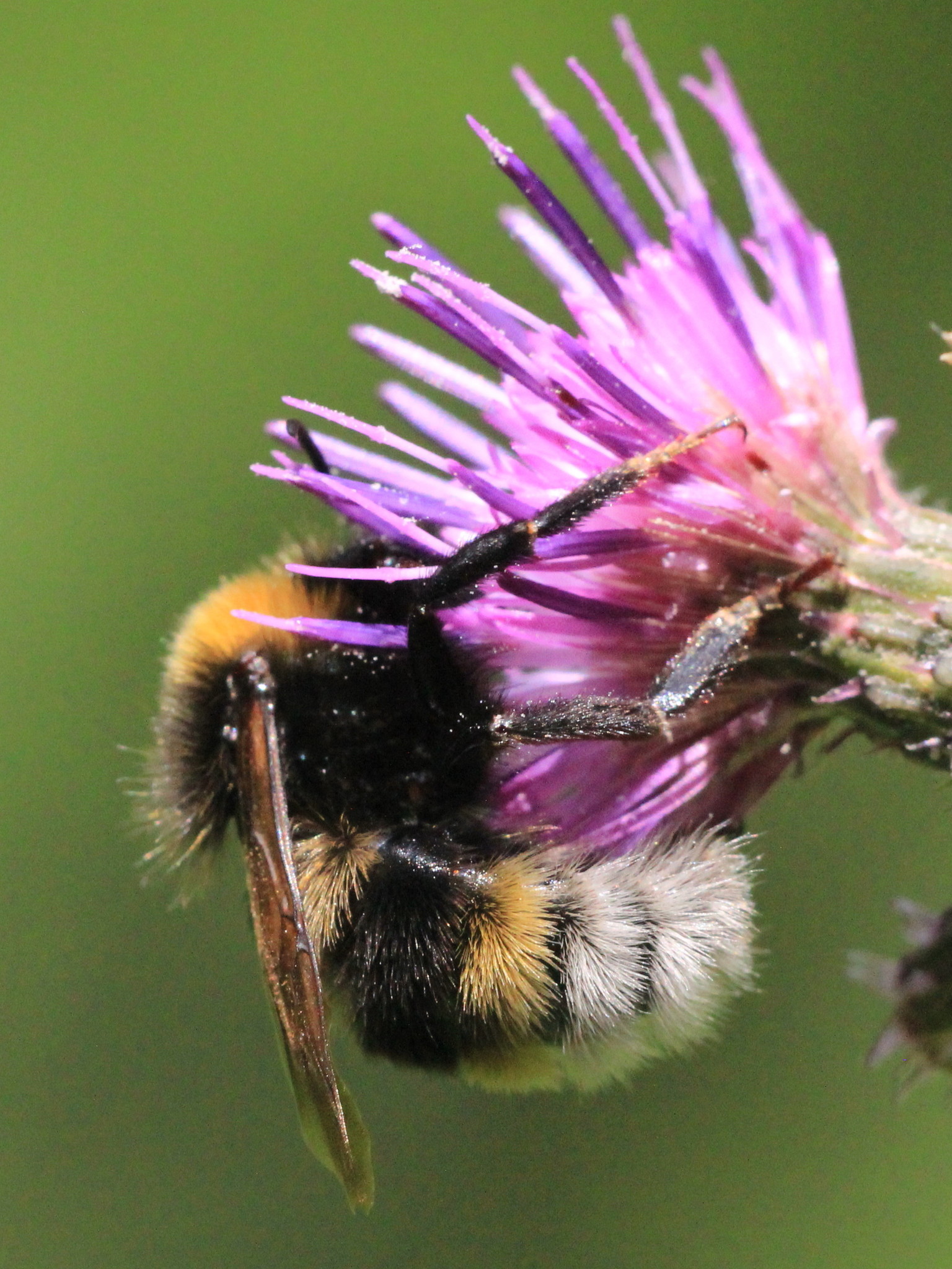 Abelhões (género Bombus) · BioDiversity4All