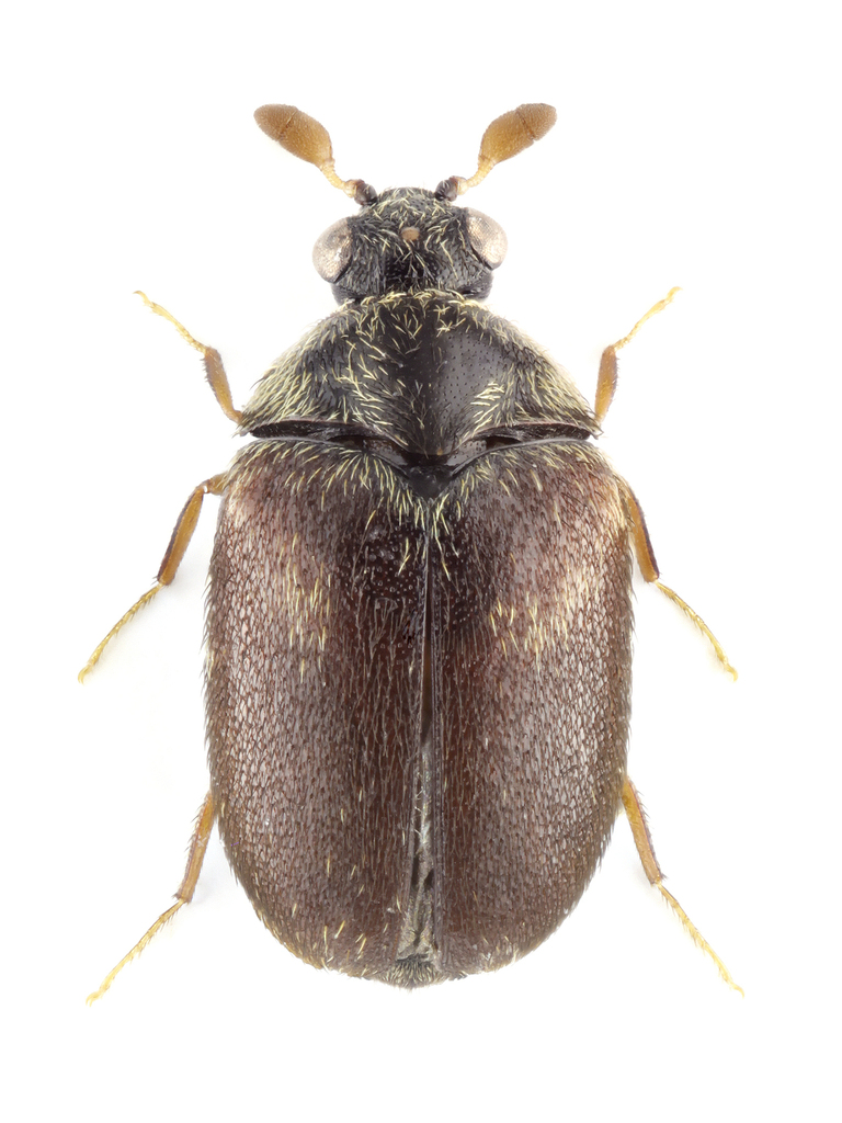 Cryptorhopalum pirkli