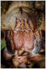 Phoneutria nigriventer