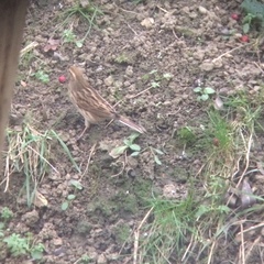 Emberiza schoeniclus