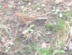 Emberiza schoeniclus