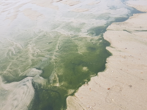 Representative image of Chlorodendrophyceae