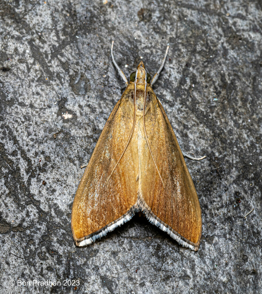 Loxoneptera brevipalpis