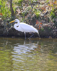 Ardea alba