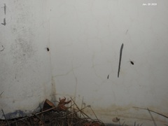 Urochela quadrinotata