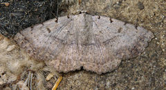 Spiloloma lunilinea