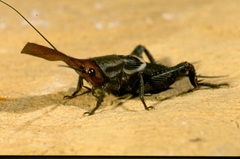 Sciobia barbara