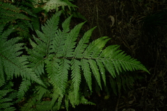 Parapolystichum microsorum pentangulare