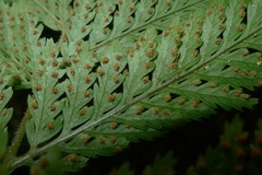 Parapolystichum microsorum pentangulare