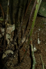 Parapolystichum microsorum pentangulare