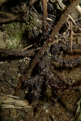 Parapolystichum microsorum pentangulare