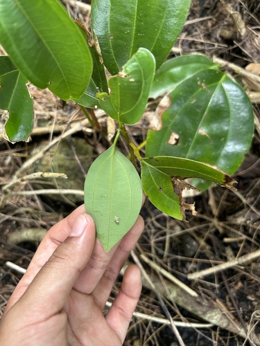 Cinnamomum kotoense