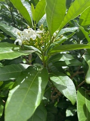 Milky Way (Stemmadenia pubescens)