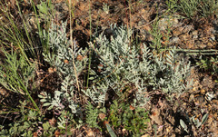 Psephellus marschallianus