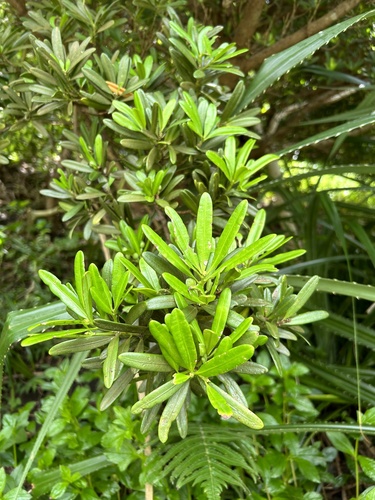 Podocarpus costalis (Podocarpus costalis)
