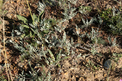 Psephellus marschallianus