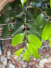 Syzygium simile, photograph (c) Bella Lin, some rights reserved (CC BY)