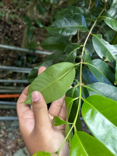 Syzygium simile, photograph 3