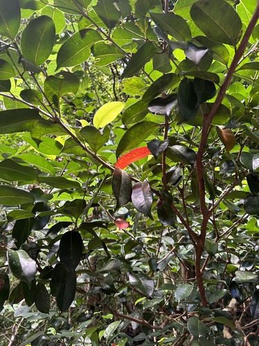 Syzygium simile, photograph 4