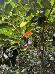 Syzygium simile, photograph (c) Bella Lin, some rights reserved (CC BY)