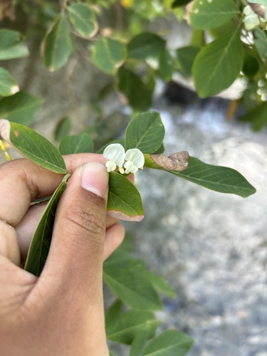 Dendrolobium umbellatum iNat (1)
