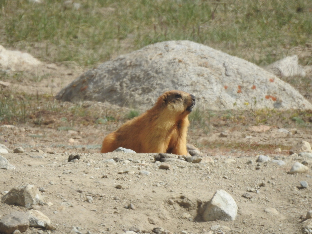 Long-tailed Marmot from Shughnon, Tajikistan on July 18, 2023 at 01:26 ...