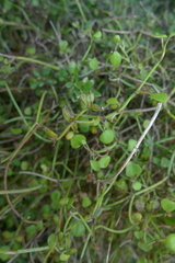 Scandia geniculata