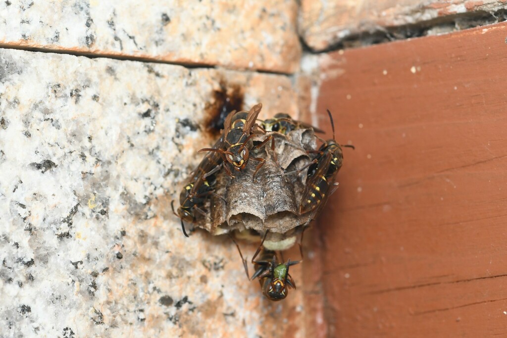 Polistes diakonovi