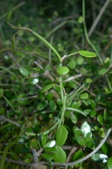Scandia geniculata