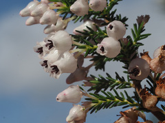 Erica glomiflora