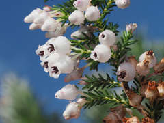 Erica glomiflora