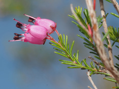 Erica nutans