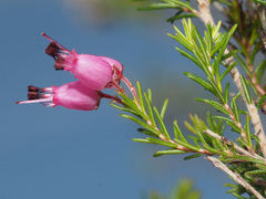 Erica nutans