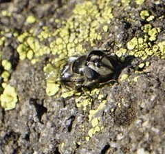 Copestylum marginatum