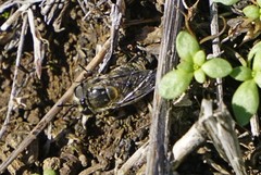 Copestylum marginatum