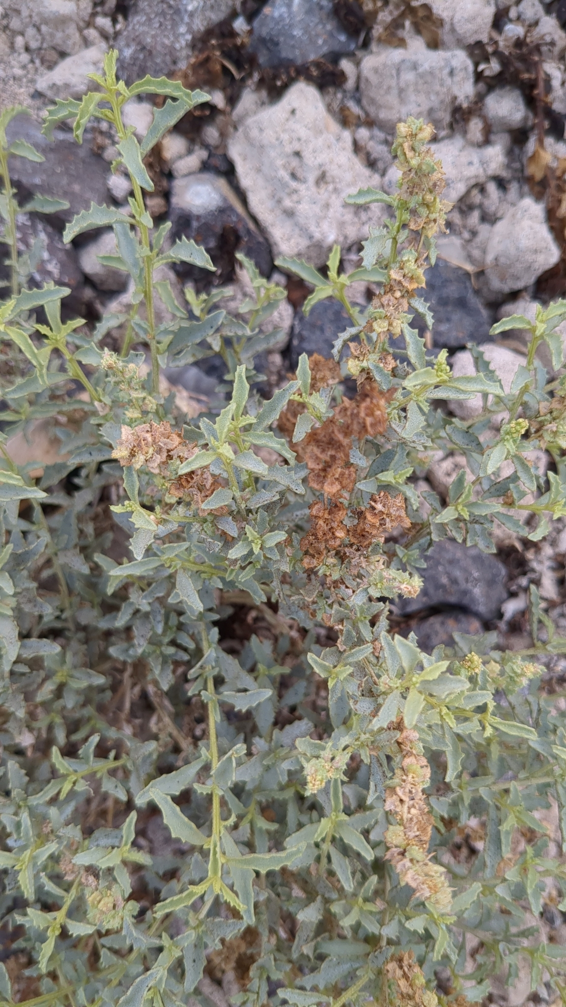 Atriplex semilunaris