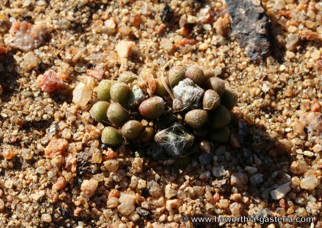 Anacampseros vanthielii