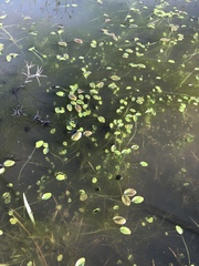 Ranunculus bonariensis trisepalus