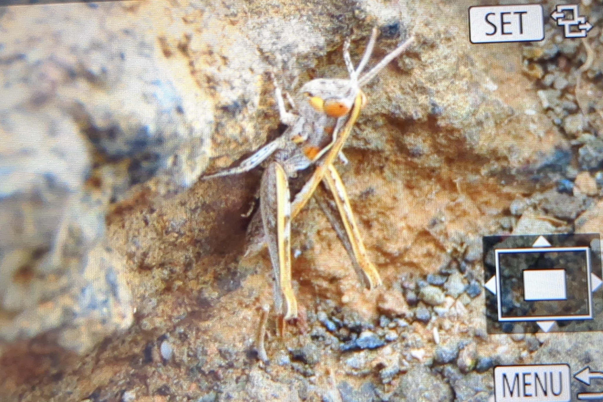 Omocestus simonyi