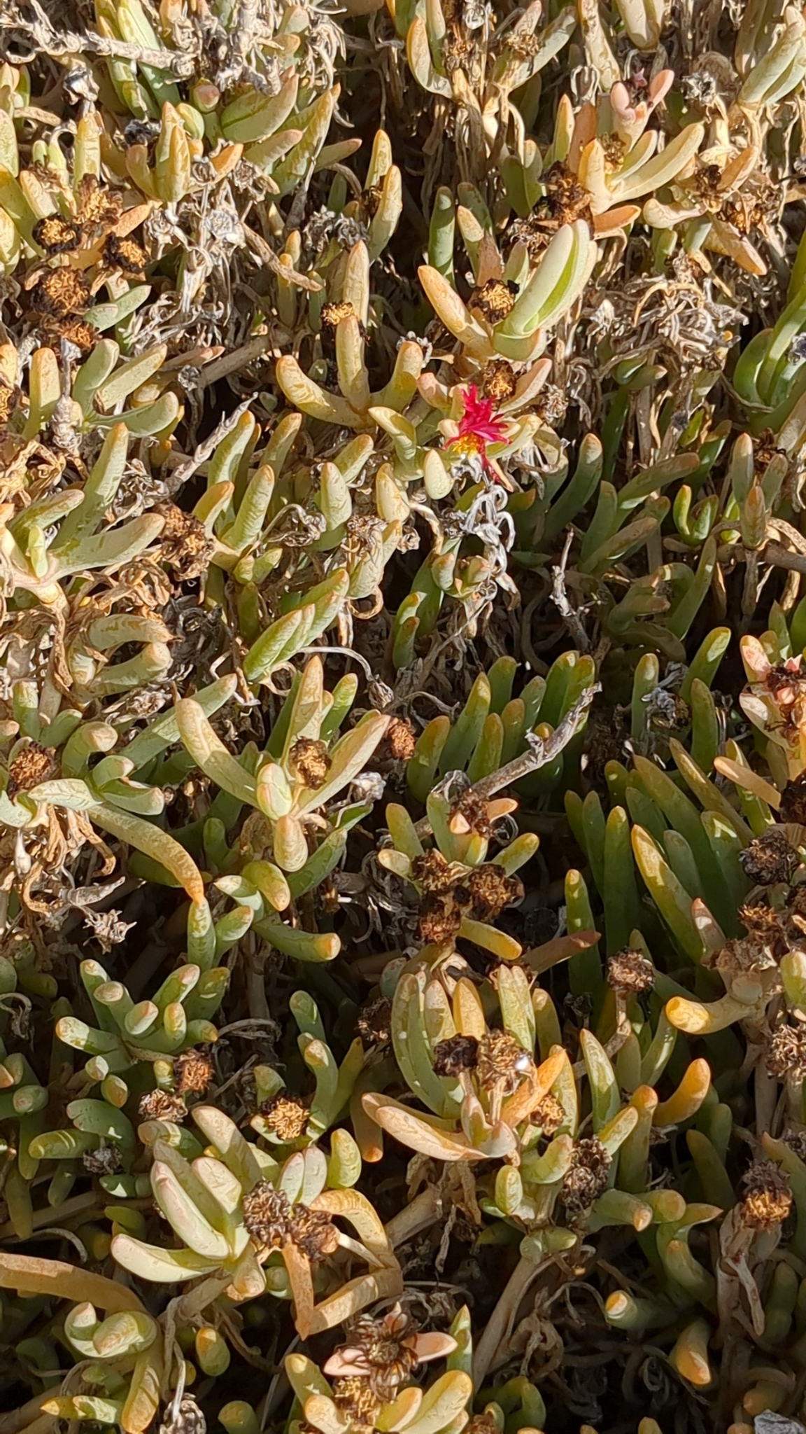 Planta de hielo de cobre