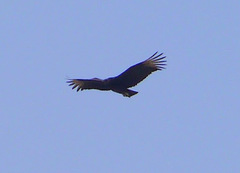 Coragyps atratus