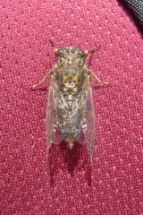 Amphipsalta strepitans